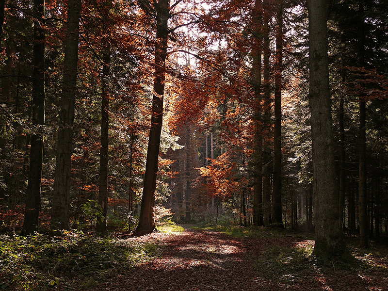 Meteo Funghi: ci inoltriamo nella stagione autunnale