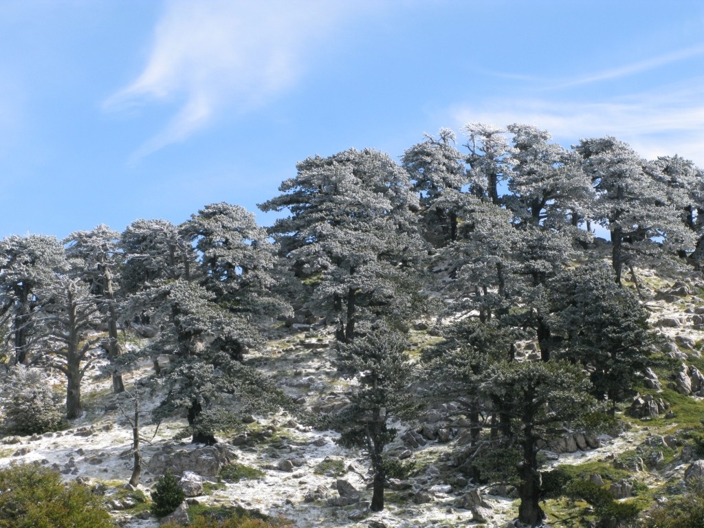 FREDDO SECCO ormai imminente: martedì previste anche nevicate, vediamo dove.