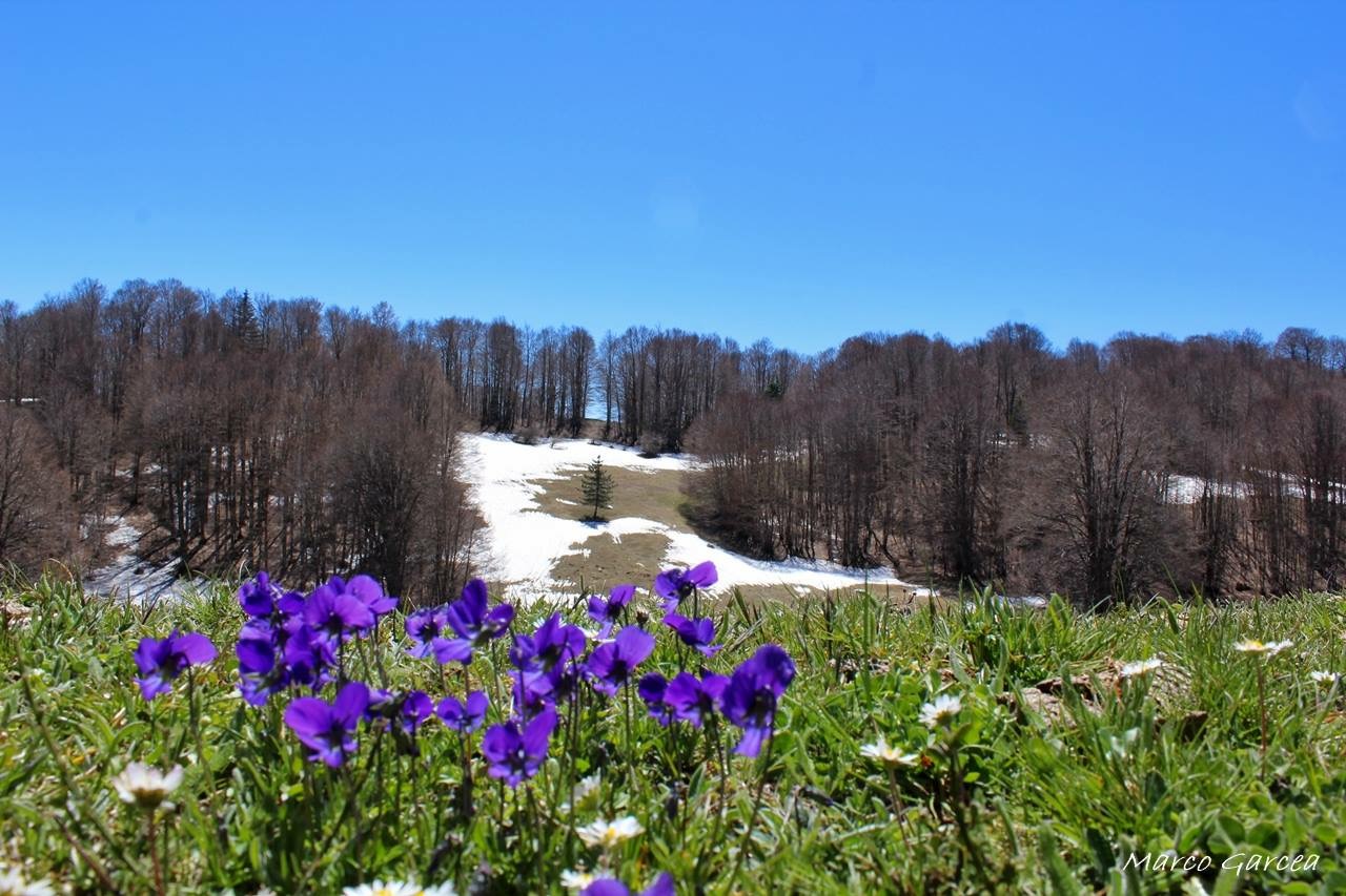 Sole primavera neve