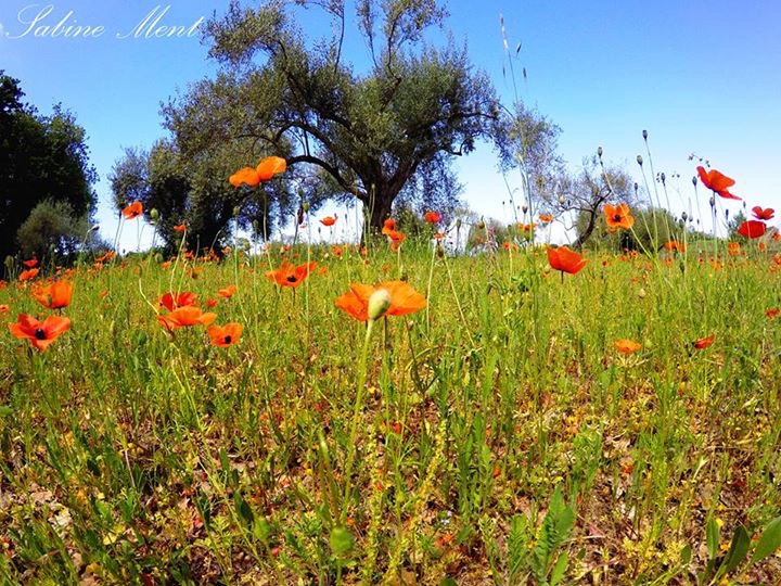 Sulla Calabria temperature in rialzo